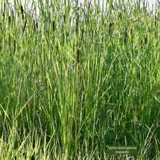 Typha domingensis.voune.jonc.massette. typhaceae. indigène&nbsp;?.jpeg
