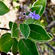 Vitex trifolia .lamiaceae P1058074.jpeg