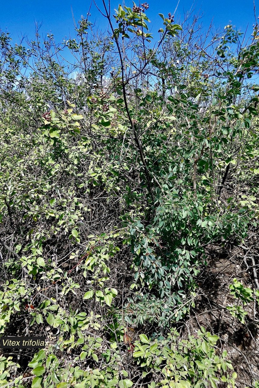 Vitex trifolia.lamiaceae.assimilé indigène.potentiellement envahissant  ..jpeg
