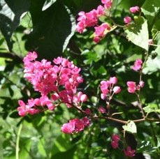 Antigonon leptopus - Liane antigone - POLYGONACEAE - EE - MB3_2617.jpg