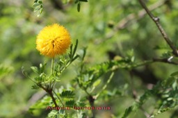 Acacia farnesiana-Fabacée-exo