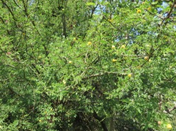 Acacia farnesiana IMG_0418