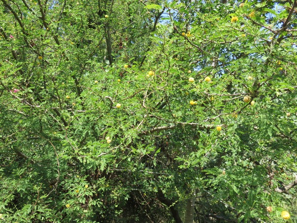 Acacia farnesiana IMG_0418
