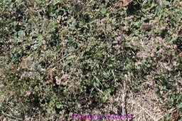 Bécabar bâtard - Boerhavia - Nyctaginacée - exo