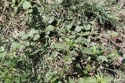 Bécabar bâtard
