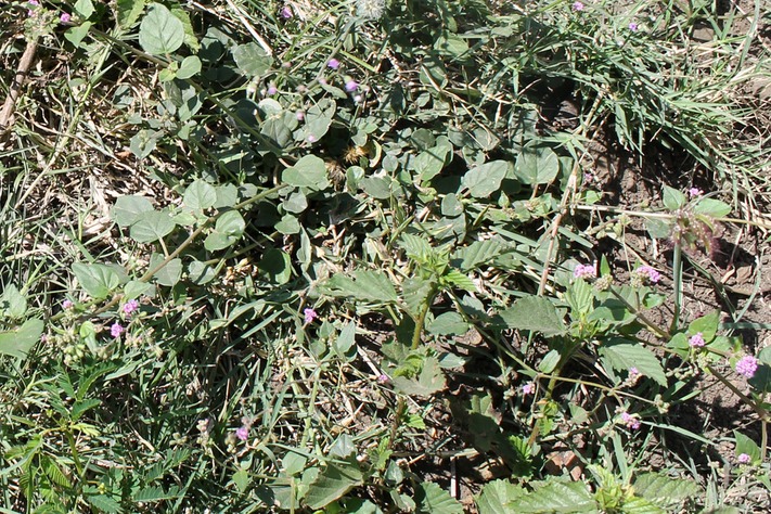 Bécabar bâtard
