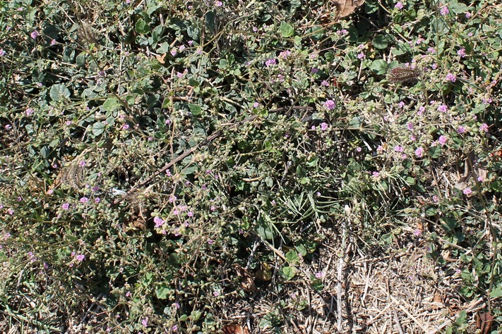 Bécabar