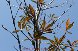 Benjoin pays - terminalia bentzoe- Combrétacée-Masc