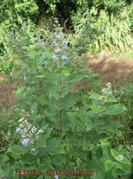 Bois caméléon- Vitex trifolia- Verbénacée-exo
