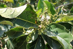 Bois malgache-1