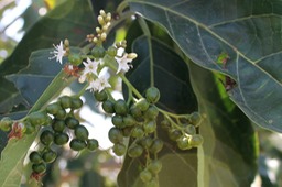 Bois malgache-2