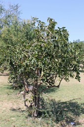 Bois malgache-4