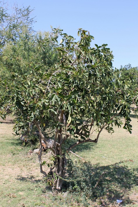 Bois malgache-4