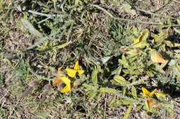 Crotalaire- Crotalaria retusa- Fabacée-exo