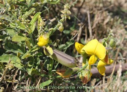 Crotalaire