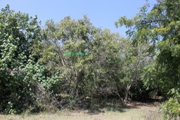 Des arbres de l'étang du Gol
