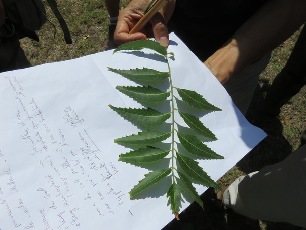 Feuille de Neem (non paripennée) IMG_0405