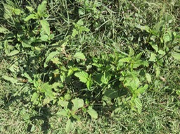 Herbe dure  - Sida - IMG_0367