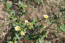 Herbe dure- Sida acuta- Malvacée - exo