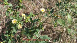 Herbe dure- Sida acuta