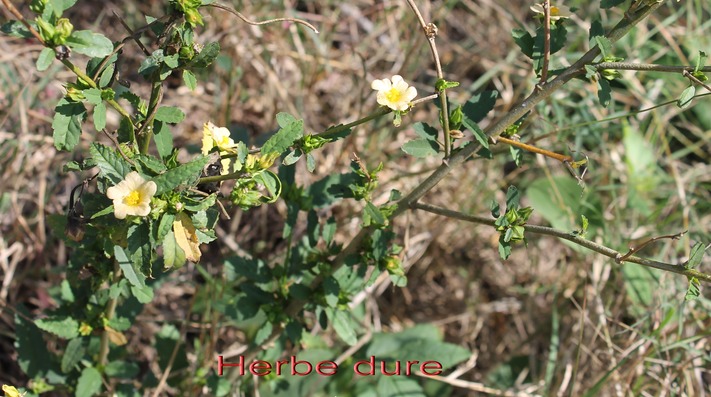 Herbe dure- Sida acuta