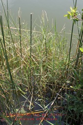 Herbe le riz- Seataria geminata et Jonc- Juncus effusus