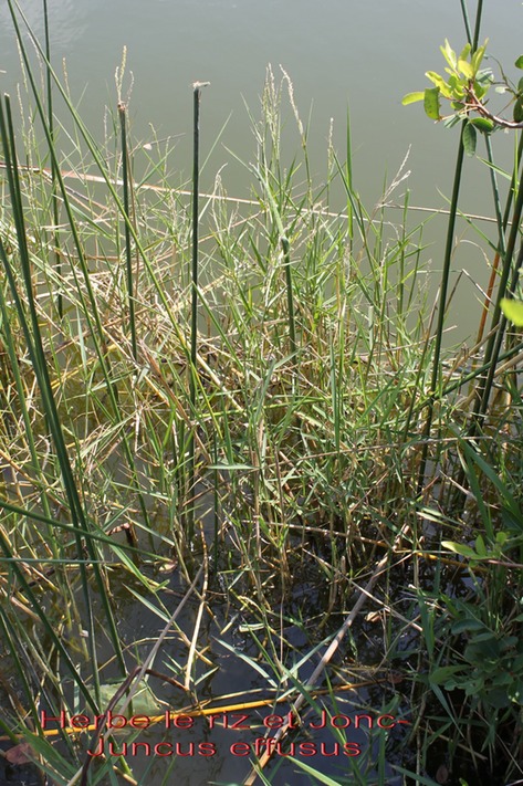 Herbe le riz- Seataria geminata et Jonc- Juncus effusus
