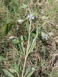 Herbe tourterelle- Trichodesma zeylanicum- Boraginacée - exo