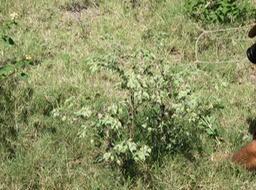 Herbe Tourterelle IMG_0388