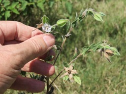 Herbe Tourterelle IMG_0391
