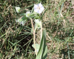 Herbe tourterelle