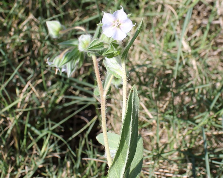 Herbe tourterelle