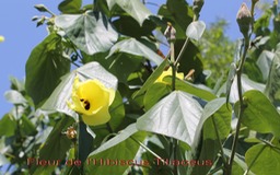 Hibiscus tiliaceus