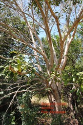 Jamblon DSC_0021 (3)