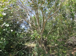 Jamblon IMG_0404