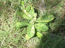 Jeune Crotalaire IMG_0419