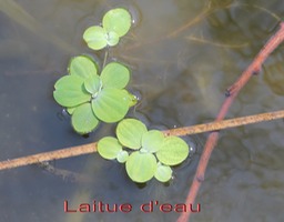 Laitue d'eau- Pistia stratiotes- Aracée- exo