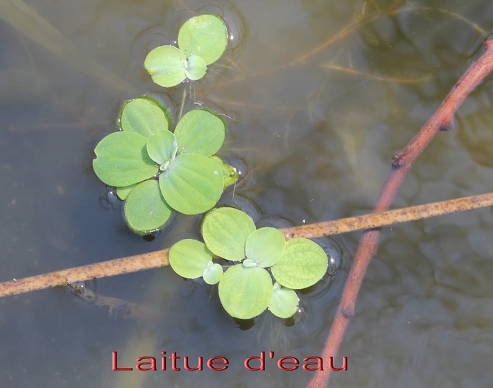 Laitue d'eau- Pistia stratiotes- Aracée- exo