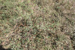 Lentille marron