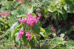 Liane Antigone- Antigonon leptopus- Exo