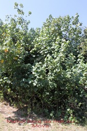Mahot bord de mer ou Mova - Hibiscus tiliaceus- Malvacée