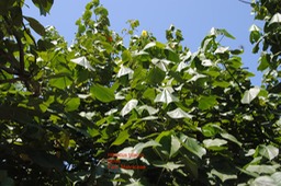 Mova DSC_0017