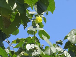 Mova Fleur jaune (non fécondée) IMG_0395