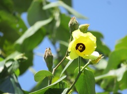 Mova Fleur jaune (non fécondée) IMG_0396