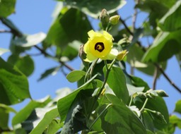 Mova Fleur jaune (non fécondée) IMG_0398