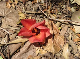Mova Fleur rouge (fécondée) IMG_0407