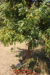 Neem DSC_0020 (1)