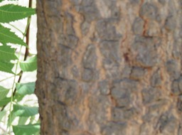 Neem Ecorce IMG_0402
