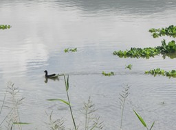 Poule d'eau- Etang du Gol