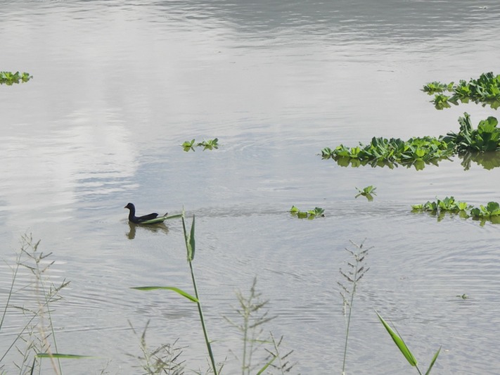 Poule d'eau- Etang du Gol